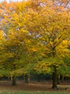fall trees