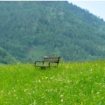 bench in nature