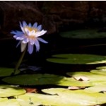 peace flower peace flower