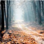 lighted path
