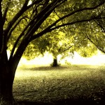 trees sunlight